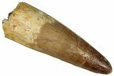 Fossil Spinosaurus Tooth - Real Dinosaur Tooth #360134-1